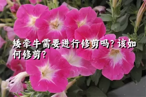 矮牵牛需要进行修剪吗？该如何修剪？
