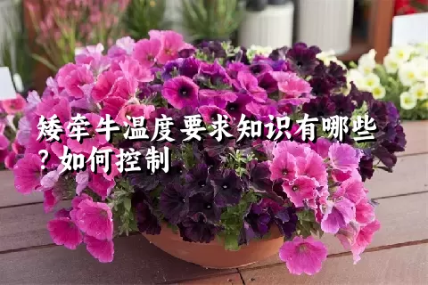 矮牵牛温度要求知识有哪些？如何控制