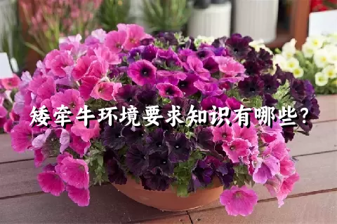 矮牵牛环境要求知识有哪些？