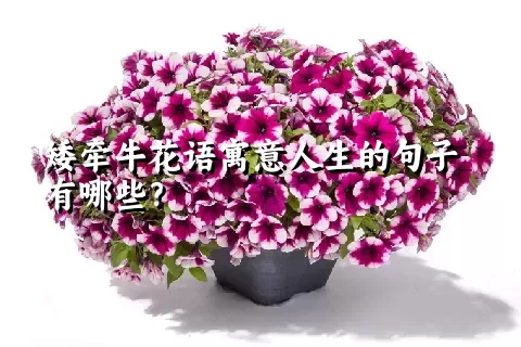 矮牵牛花语寓意人生的句子有哪些？