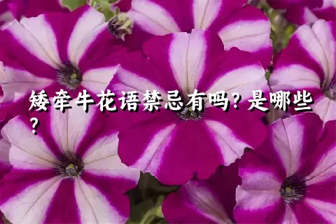 矮牵牛花语禁忌有吗？是哪些？
