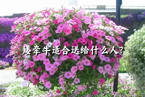 矮牵牛适合送给什么人？