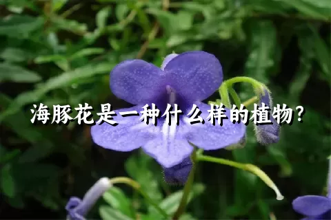 海豚花是一种什么样的植物？