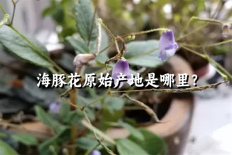 海豚花原始产地是哪里？