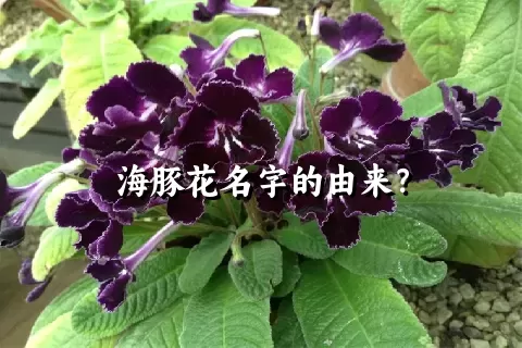 海豚花名字的由来？
