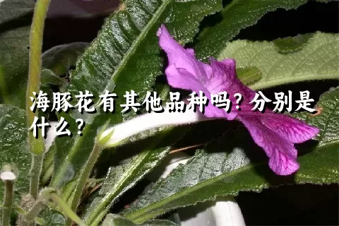 海豚花有其他品种吗？分别是什么？