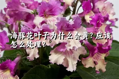 海豚花叶子为什么会黄？应该怎么处理？