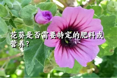 花葵是否需要特定的肥料或营养？