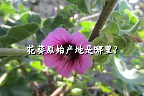 花葵原始产地是哪里？