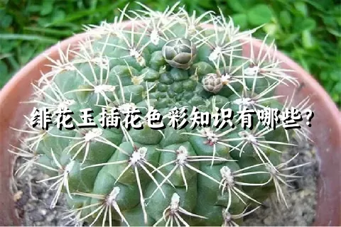 绯花玉插花色彩知识有哪些？