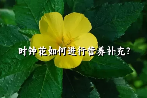 时钟花如何进行营养补充？
