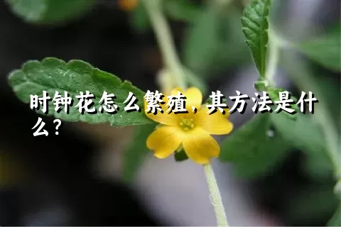 时钟花怎么繁殖，其方法是什么？