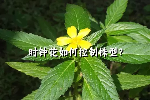 时钟花如何控制株型？