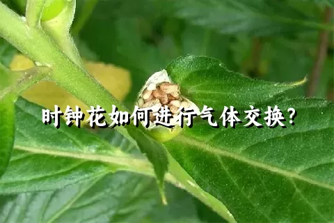 时钟花如何进行气体交换？