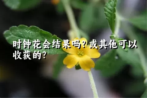 时钟花会结果吗？或其他可以收获的？
