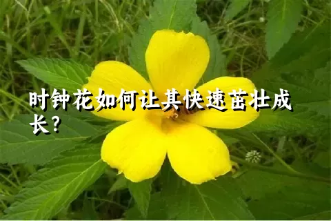 时钟花如何让其快速茁壮成长？