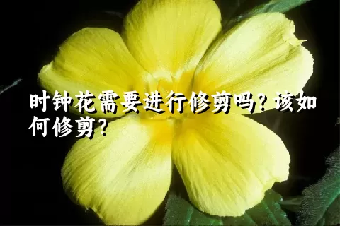 时钟花需要进行修剪吗？该如何修剪？