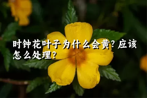 时钟花叶子为什么会黄？应该怎么处理？