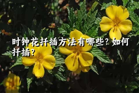 时钟花扦插方法有哪些？如何扦插？