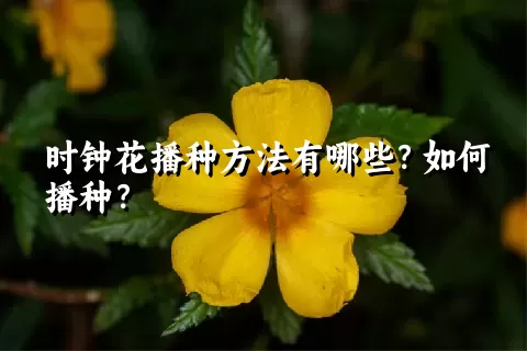 时钟花播种方法有哪些？如何播种？