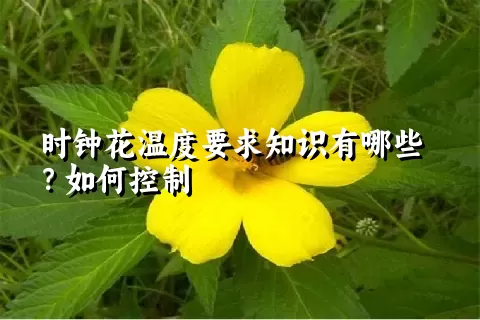 时钟花温度要求知识有哪些？如何控制