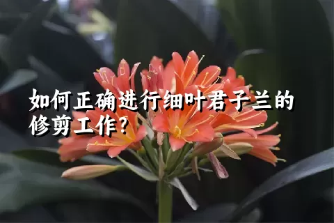 如何正确进行细叶君子兰的修剪工作？