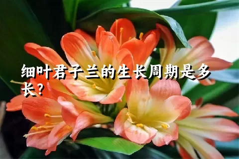 细叶君子兰的生长周期是多长？