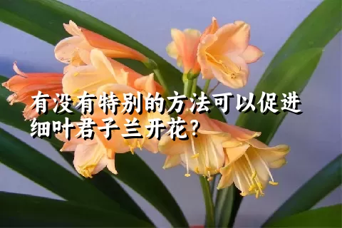 有没有特别的方法可以促进细叶君子兰开花？