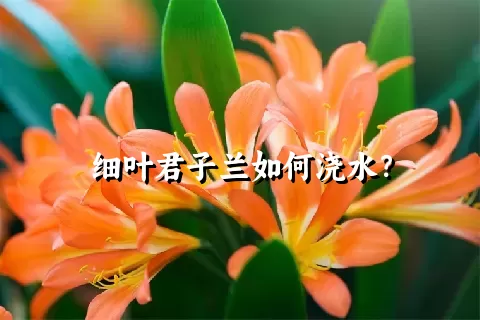 细叶君子兰如何浇水？