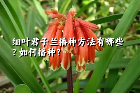 细叶君子兰播种方法有哪些？如何播种？