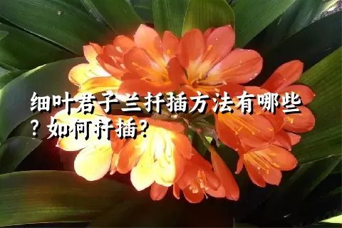 细叶君子兰扦插方法有哪些？如何扦插？