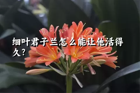 细叶君子兰怎么能让他活得久？