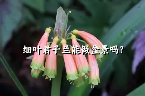 细叶君子兰能做盆景吗？