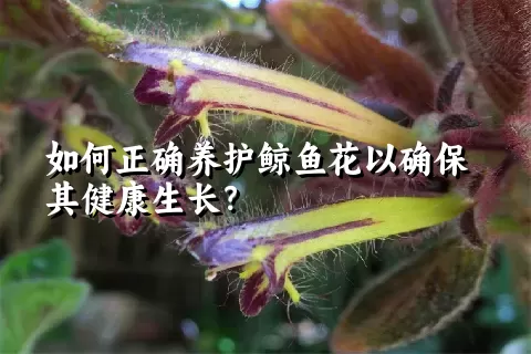 如何正确养护鲸鱼花以确保其健康生长？
