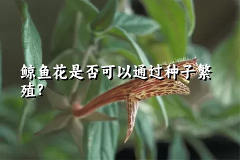 鲸鱼花是否可以通过种子繁殖？