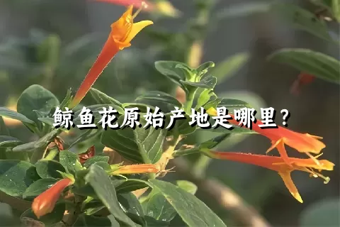 鲸鱼花原始产地是哪里？
