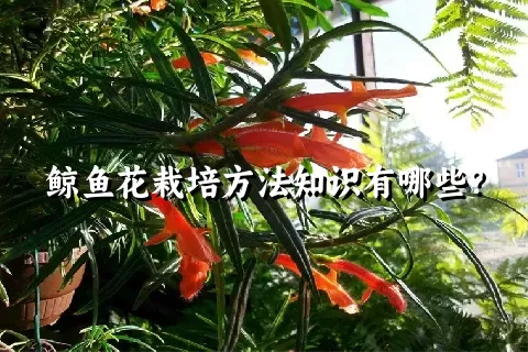 鲸鱼花栽培方法知识有哪些？