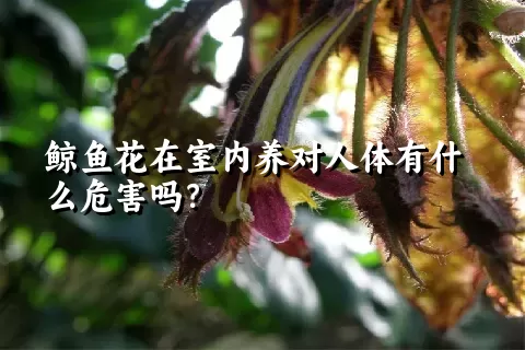 鲸鱼花在室内养对人体有什么危害吗？