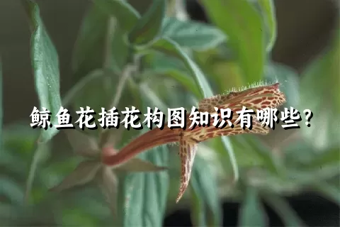 鲸鱼花插花构图知识有哪些？