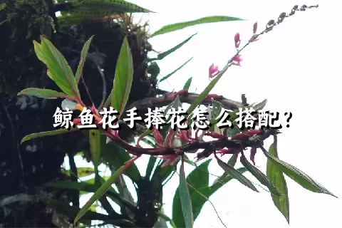 鲸鱼花手捧花怎么搭配？
