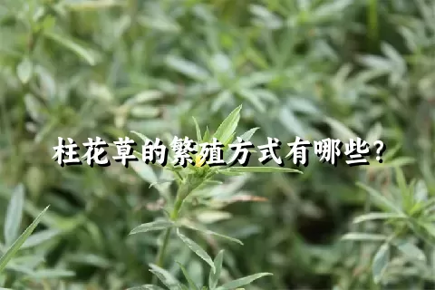 柱花草的繁殖方式有哪些？