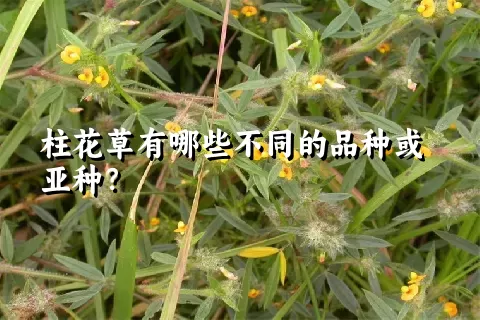 柱花草有哪些不同的品种或亚种？