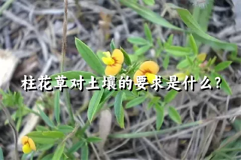 柱花草对土壤的要求是什么？