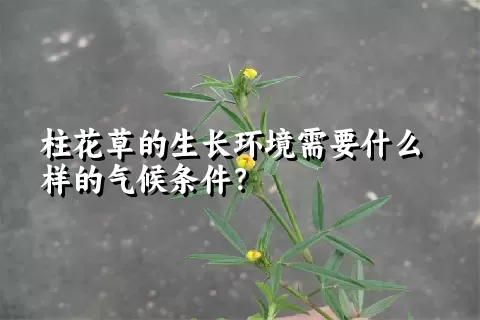 柱花草的生长环境需要什么样的气候条件？