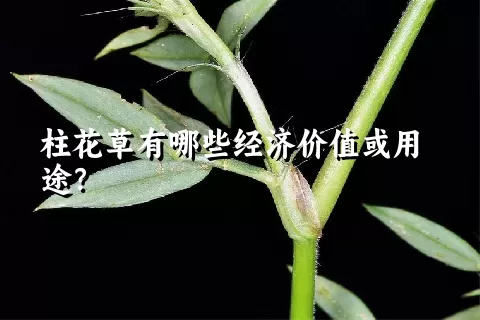 柱花草有哪些经济价值或用途？