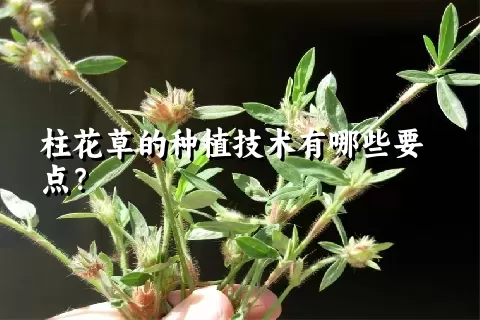 柱花草的种植技术有哪些要点？