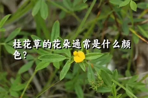 柱花草的花朵通常是什么颜色？