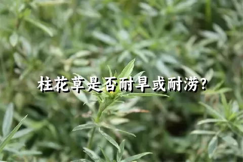 柱花草是否耐旱或耐涝？
