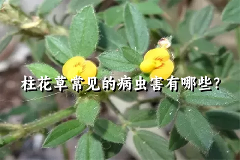 柱花草常见的病虫害有哪些？