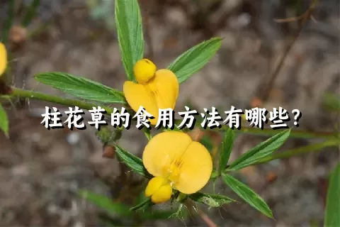 柱花草的食用方法有哪些？